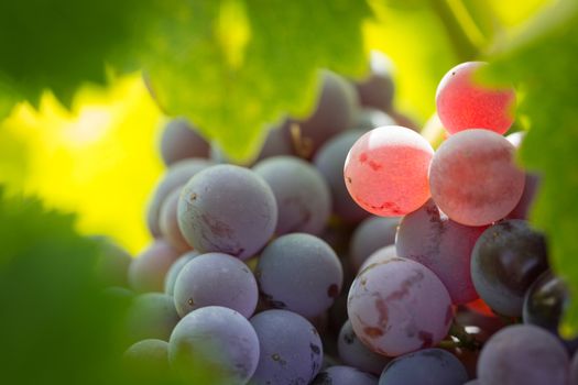 Vineyard with Lush, Ripe Wine Grapes on the Vine Ready for Harvest.