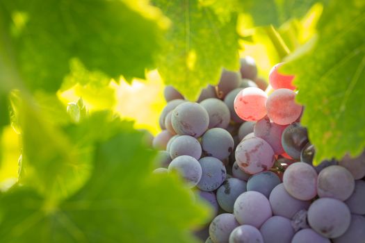 Vineyard with Lush, Ripe Wine Grapes on the Vine Ready for Harvest.