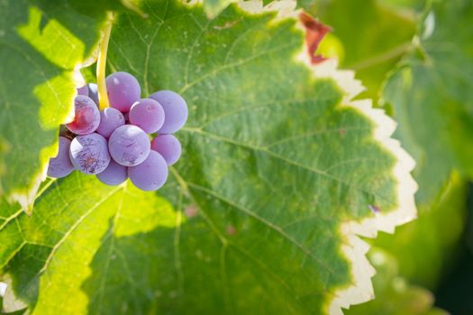 Vineyard with Lush, Ripe Wine Grapes on the Vine Ready for Harvest.