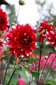 Nice garden background with big red flower