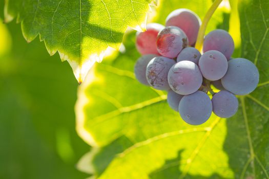 Vineyard with Lush, Ripe Wine Grapes on the Vine Ready for Harvest.