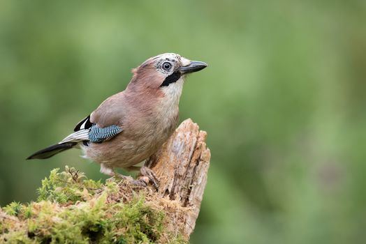 A jay perched on an old tree branch looking alert and staring to the right with a natural green background