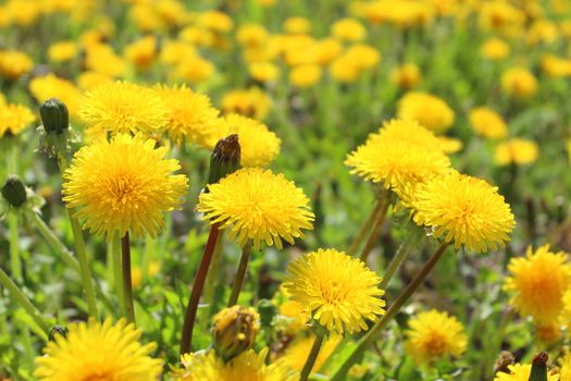 Macro image of yellow flowers with green leaves background