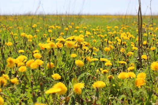 Macro image of yellow flowers with green leaves background