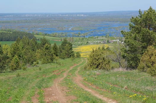 Summer meadow with blue sky and yellow flowers