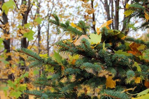 Autumn spruce branches with yellow fallen leaves