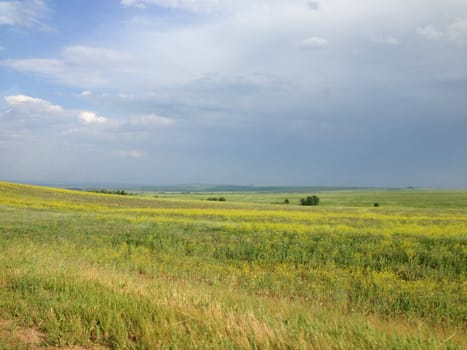 Summer meadow with blue sky and yellow flowers