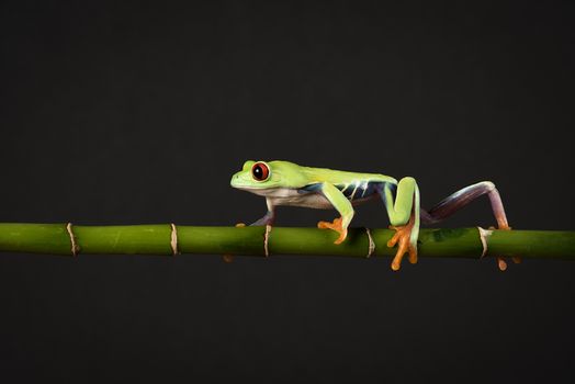 A red eyed tree frog balancing and walking along a bamboo cane against a black background