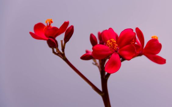 Red flower