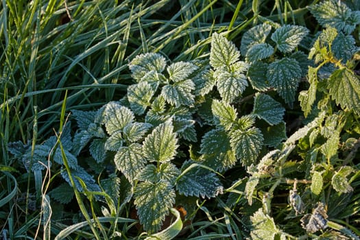 Stinging Nettles in Winter frost, glistening in sunlight.