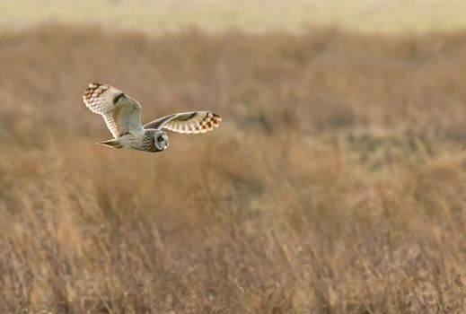 Short-eared Owl hunting across Pevensey Levels, East Sussex, cropped version.