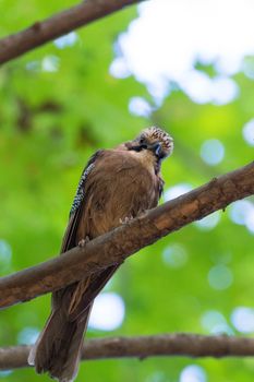 Garrulus glandarius on a branch, park, summer, autumn