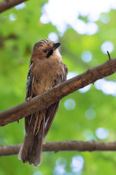 Garrulus glandarius on a branch, park, summer, autumn