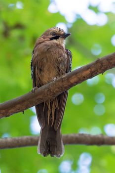 Garrulus glandarius on a branch, park, summer, autumn