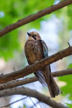 Garrulus glandarius on a branch, park, summer, autumn