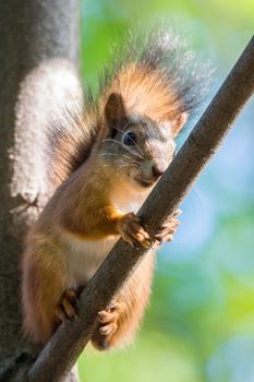 red squirrel on a branch in summer, Sciurus, park