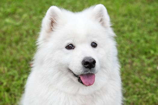 White fluffy samoyed dog in green grass