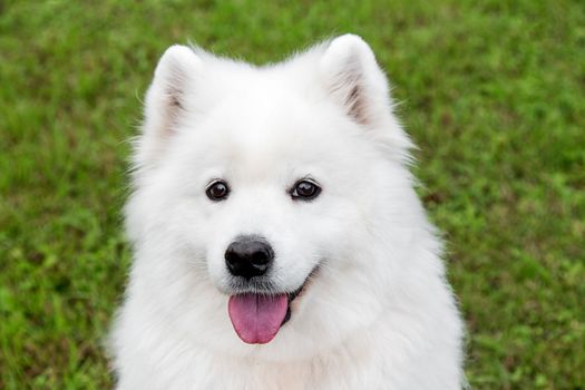 White fluffy samoyed dog in green grass