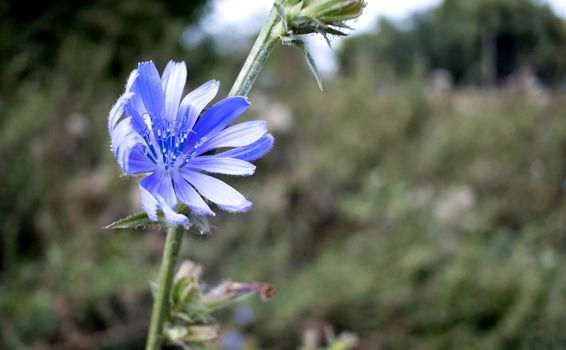 blue flowers of chicory with latin name Cichorium on green nature background