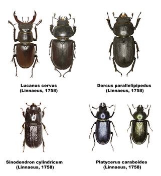 Set of Stag Beetles of Europe  -  Lucanidae