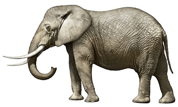 Photo illustration of an elephant — side view.