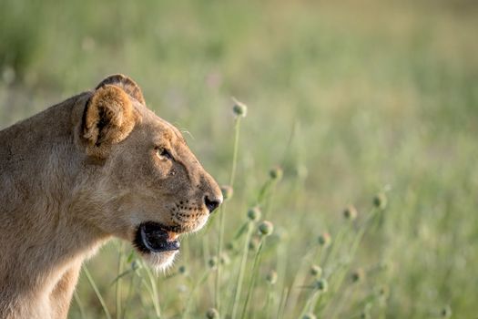 Side profile of a Lion in the grass in the Chobe National Park, Botswana.