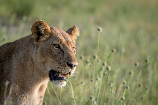 Side profile of a Lion in the grass in the Chobe National Park, Botswana.