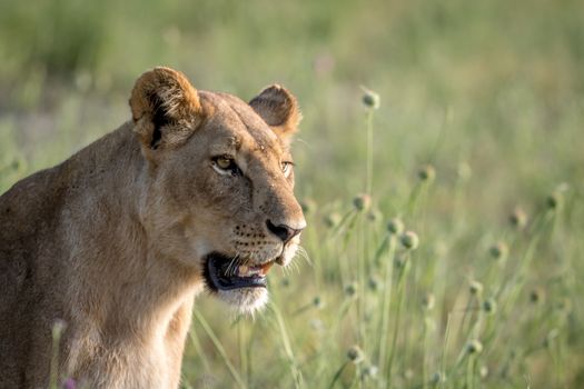 Side profile of a Lion in the grass in the Chobe National Park, Botswana.