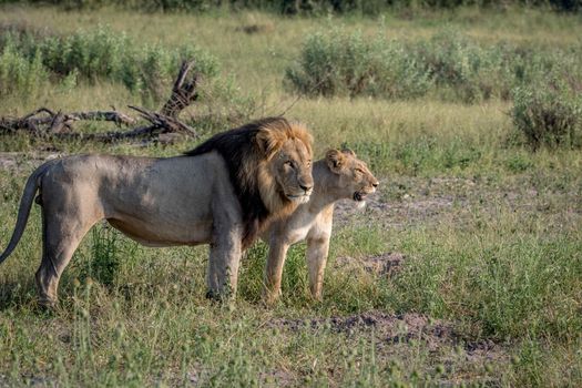 Lion mating couple standing in the grass in the Chobe National Park, Botswana.