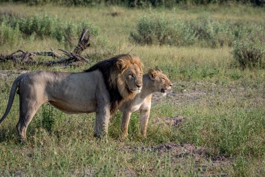 Lion mating couple standing in the grass in the Chobe National Park, Botswana.