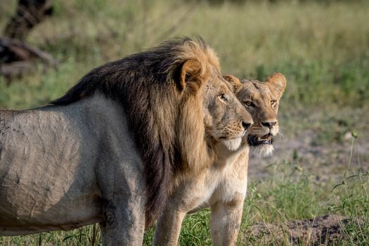 Lion mating couple standing in the grass in the Chobe National Park, Botswana.