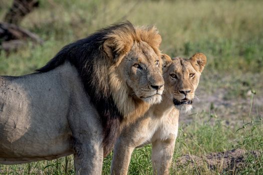 Lion mating couple standing in the grass in the Chobe National Park, Botswana.