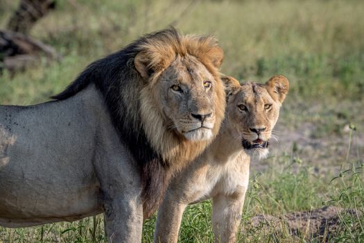 Lion mating couple standing in the grass in the Chobe National Park, Botswana.