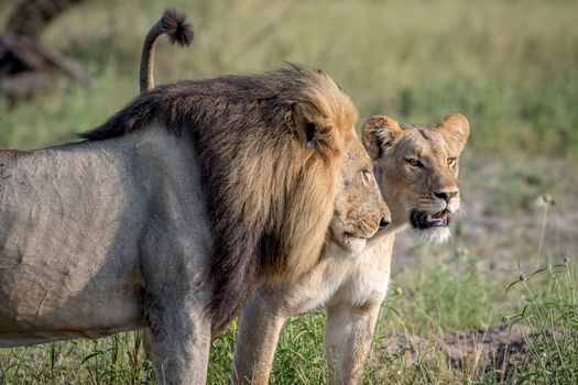 Lion mating couple standing in the grass in the Chobe National Park, Botswana.