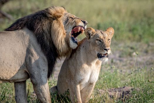 Lion mating couple standing in the grass in the Chobe National Park, Botswana.