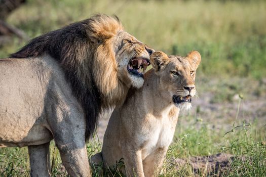 Lion mating couple standing in the grass in the Chobe National Park, Botswana.