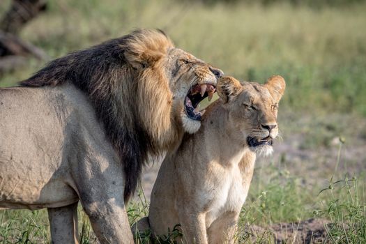 Lion mating couple standing in the grass in the Chobe National Park, Botswana.