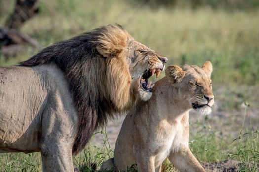 Lion mating couple standing in the grass in the Chobe National Park, Botswana.