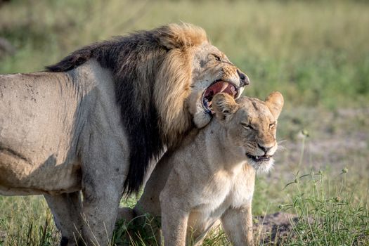 Lion mating couple standing in the grass in the Chobe National Park, Botswana.