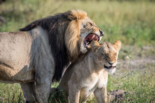 Lion mating couple standing in the grass in the Chobe National Park, Botswana.