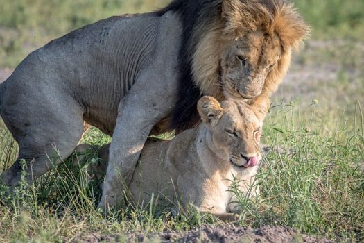 Lions mating in the grass in the Chobe National Park, Botswana.