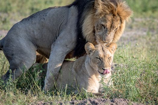 Lions mating in the grass in the Chobe National Park, Botswana.