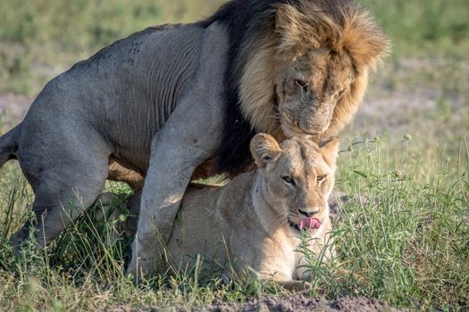 Lions mating in the grass in the Chobe National Park, Botswana.