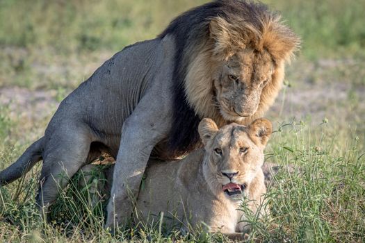 Lions mating in the grass in the Chobe National Park, Botswana.