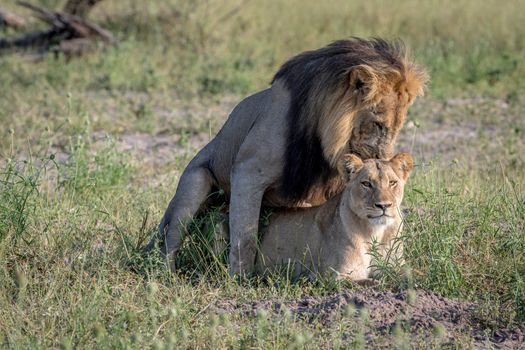 Lions mating in the grass in the Chobe National Park, Botswana.