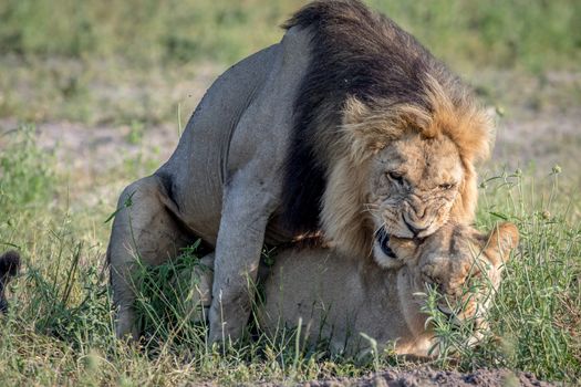 Lions mating in the grass in the Chobe National Park, Botswana.