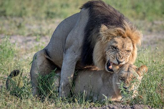 Lions mating in the grass in the Chobe National Park, Botswana.