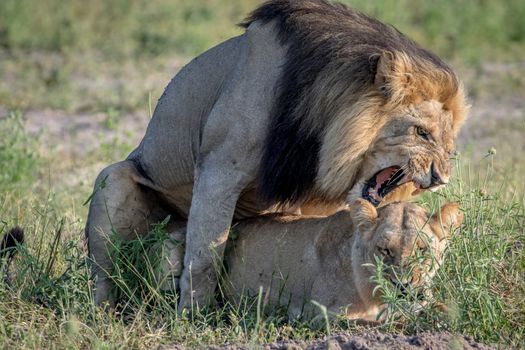 Lions mating in the grass in the Chobe National Park, Botswana.