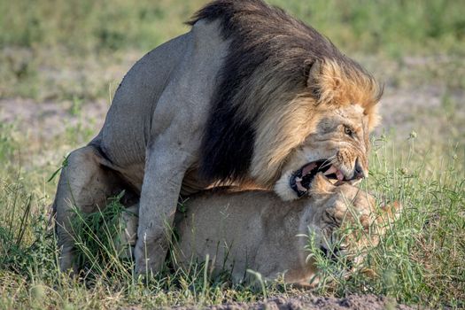 Lions mating in the grass in the Chobe National Park, Botswana.