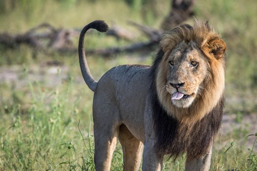 Big male Lion standing in the grass in the Chobe National Park, Botswana.